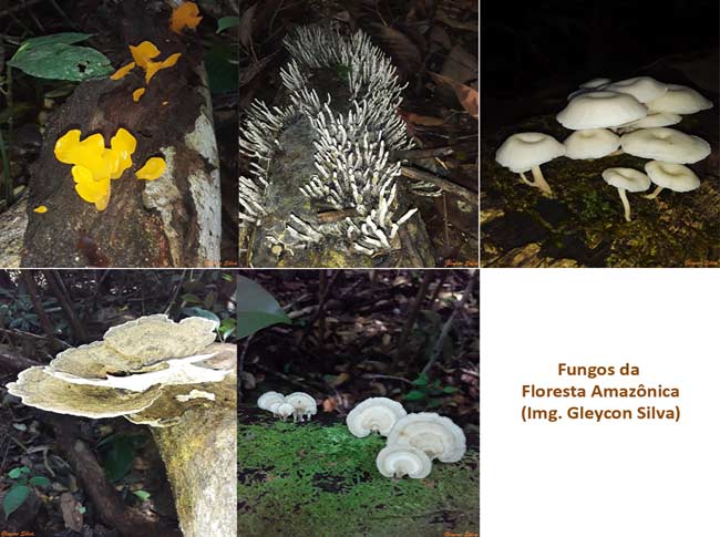 Fungos e Preservação da Floresta Amazônica