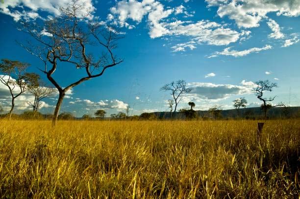 Florestas inibem Restauração de Ecossistemas
Cerrado brasileiro. Onde as águas se escondem.