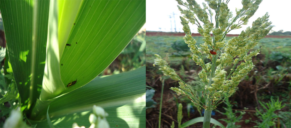 Sorgo: hotel dos insetos predadores