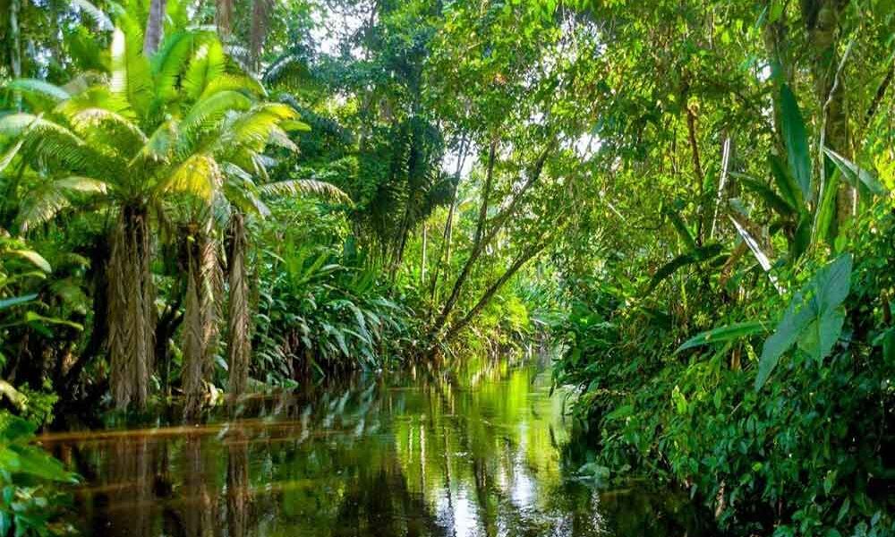 EMBRAPA FLORESTAS – Patrimônio Mundial
