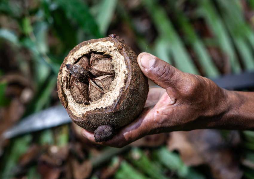 Tesouro Nativo do Bioma Amazônico