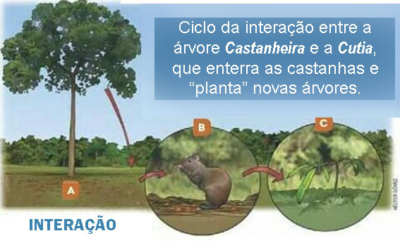 Tesouro Nativo do Bioma Amazônico
