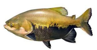 Tambaqui - o Peixe do Amazonas