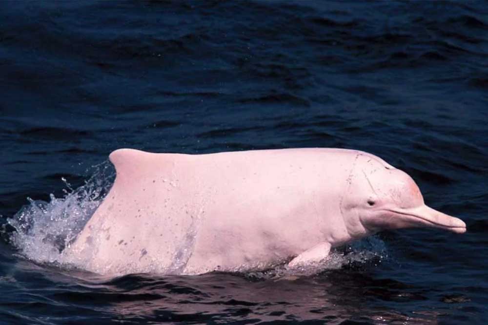 O Golfinho Rosa do Amazonas