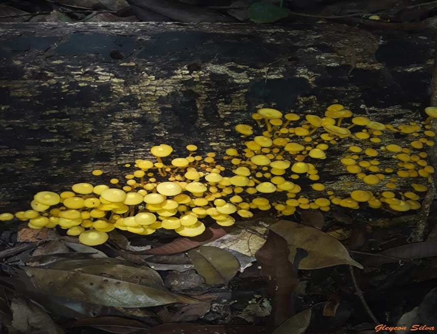 Fungos e Preservação da Floresta Amazônica