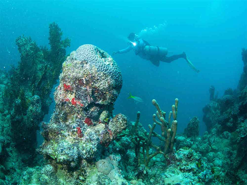 Projeto Budião de Preservação Marinha