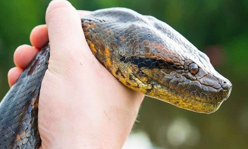 Ciência e Anacondas – Decifrando serpentes