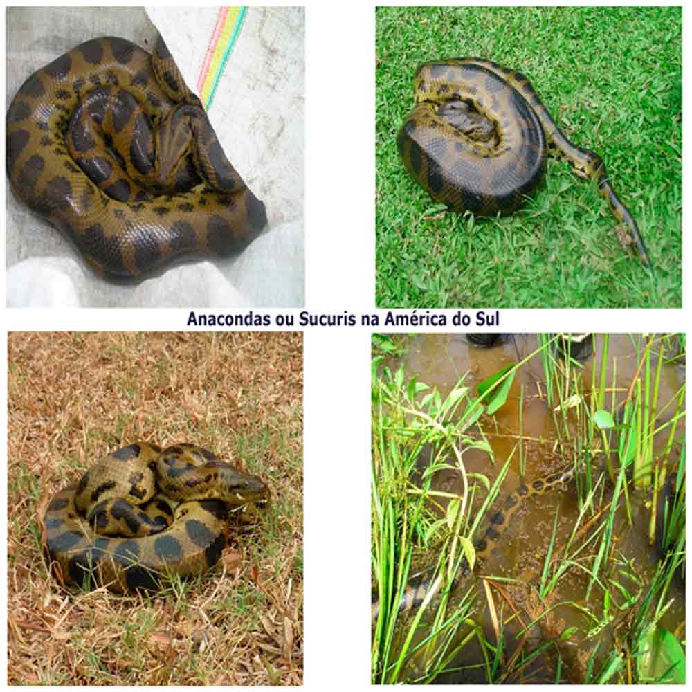 Ciência e Anacondas – Decifrando serpentes

