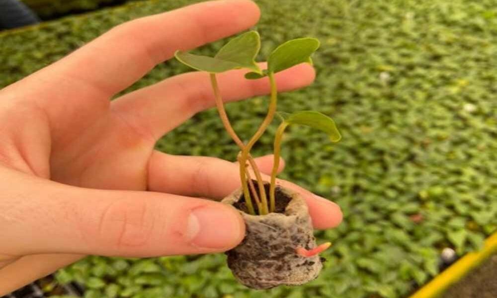 Fertilizante BioDegradável em 90 dias