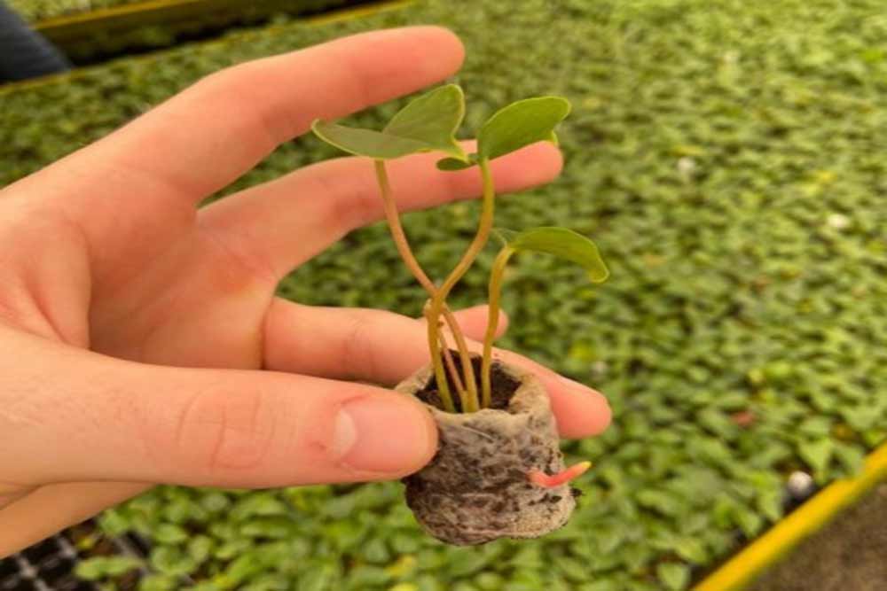 Fertilizante BioDegradável em 90 dias