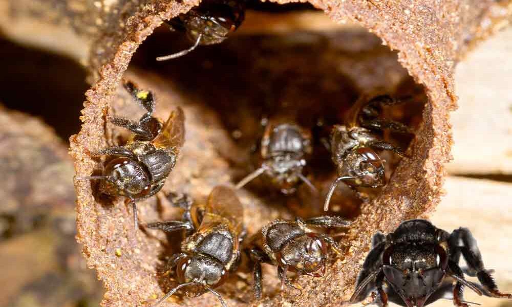 Própolis aquoso contra Dengue