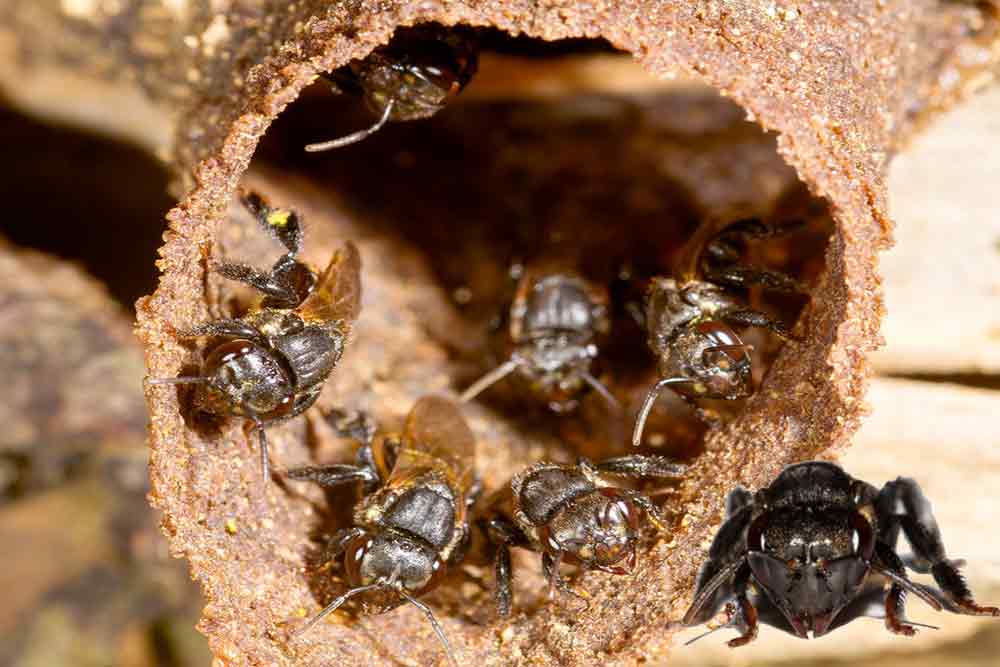 Própolis aquoso contra Dengue