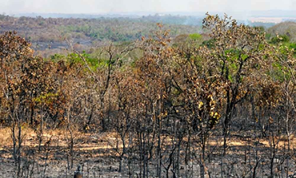 "Cerrado: Caixa-d'Água do Brasil"