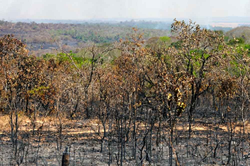 "Cerrado: Caixa-d'Água do Brasil"