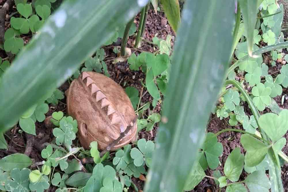 A PERDA DO MUIRAQUITÃ.