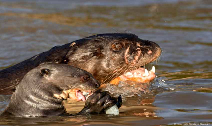 O formato do Jerimum Abóbora